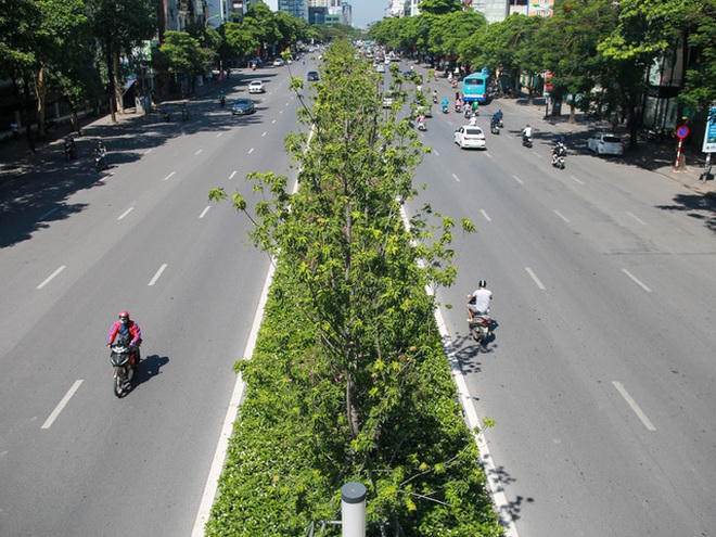 Hàng cây phong lá đỏ xanh tốt giữa mùa hè nóng nực ở thủ đô Hà Nội.