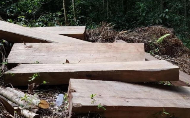 Gia Lai: Bắt quả tang đối tượng khai thác gỗ trái phép