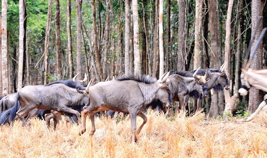 Linh dương đầu bò sinh sống tại khu Safari.