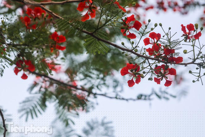 Phố phường Hà Nội rạo rực 'mùa phượng cháy' - ảnh 9