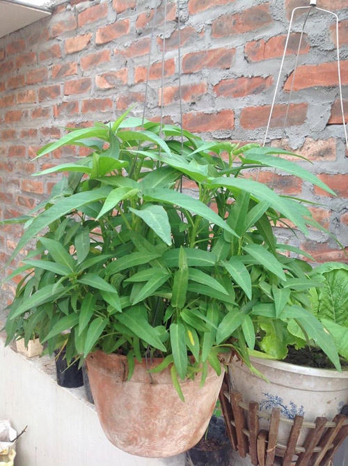 Hoặc gieo vào các chậu và treo lên cao.
