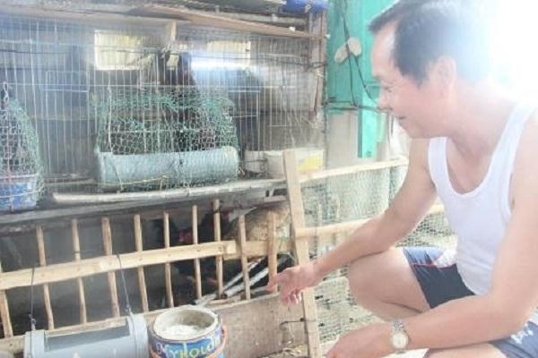 Chồng bà L. hồ hởi giới thiệu chuồng trại sạch trên tầng thượng.