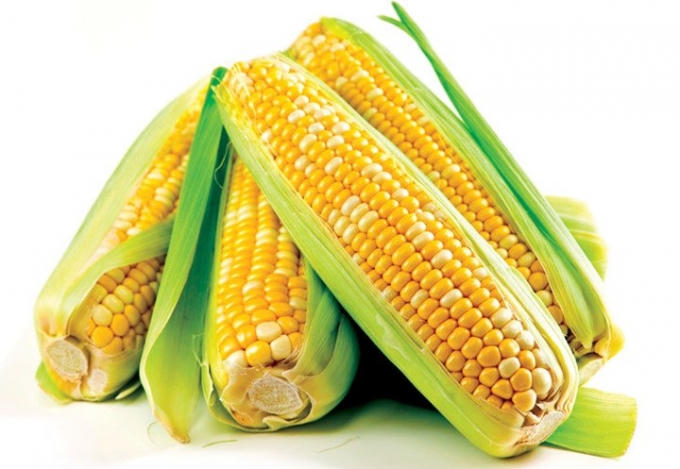 Người có bệnh về hệ tiêu hóa: Bệnh nhân xơ gan, giãn tĩnh mạch thực quản hay loét dạ dày, tiếp nạp lượng lớn lương thực thô dễ gây giãn nứt tĩnh mạch và chảy máu dạ dày.