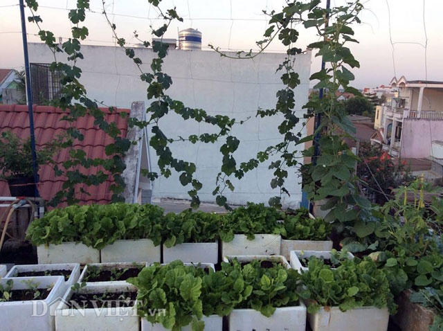 Hiện tại, vấn đề mà vườn rau nhà chị Trang đang gặp phải là bị lũ chim sẻ phá quá mà không làm thế nào để đuổi hết được.