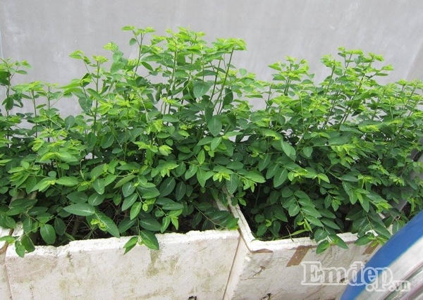 Ngỡ ngàng với vườn rau quả và bầy gà trên “nóc nhà” của bà mẹ Hà Nội