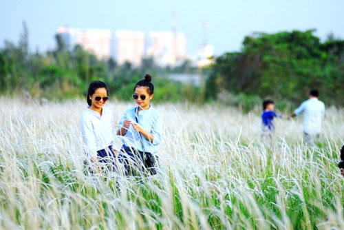 Lạc v&agrave;o c&aacute;nh đồng cỏ lau đẹp như tranh giữa S&agrave;i G&ograve;n
