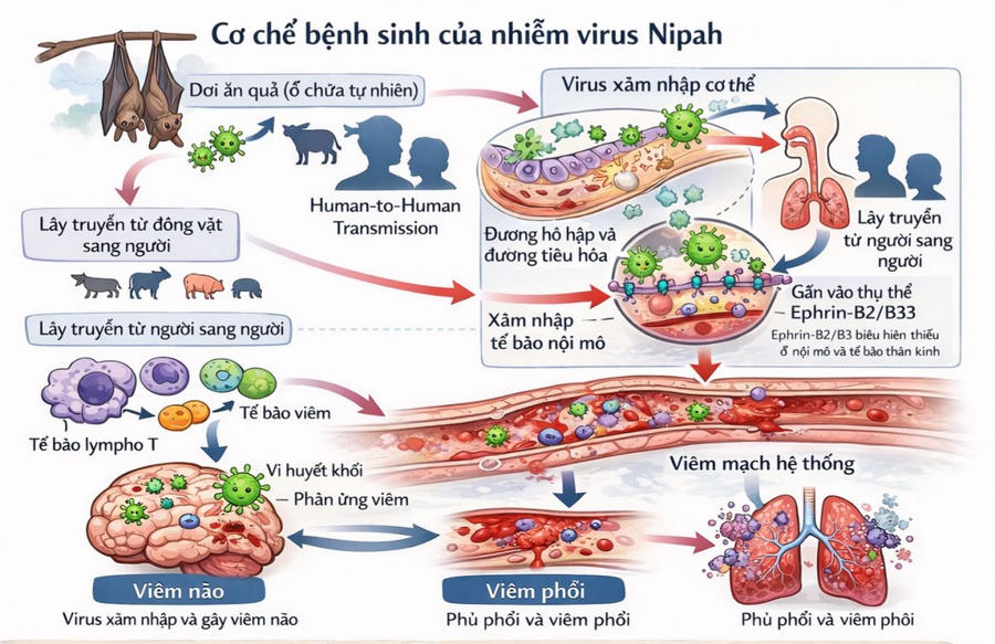 Virus Nipah lây truyền chủ yếu từ động vật sang người. (Ảnh: Chinhphu.vn)