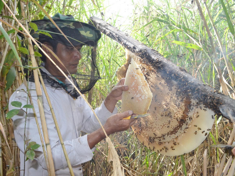 Thợ “săn ong” chỉ khai thác khoảng 3/4 đến 4/5 tổ ong, chừa lại phần nền để đàn ong tiếp tục làm tổ.