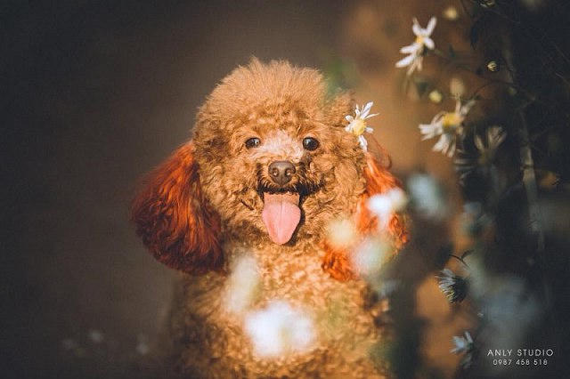 Cộng đồng mạng