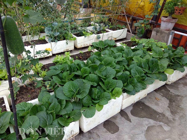 Cải xanh lên tốt um.