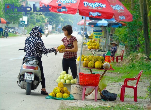 Về Ninh Bình vào những ngày hè tháng 5 nóng nực, dọc các tuyến đường đâu đâu cũng rực sắc vàng dưa bở, ai đi qua cũng tranh thủ ghé vào mua một vài cân dưa về cho gia đình nên dưa lúc nào cũng đắt hàng.