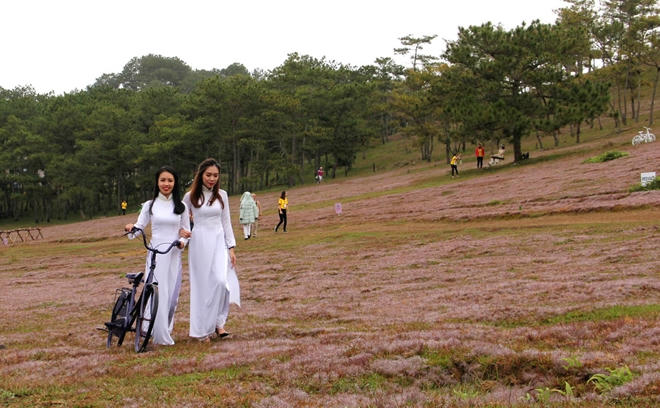 Mùa hội cỏ hồng năm 2017.