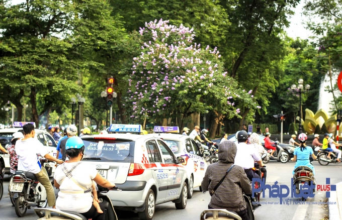 Hoa bằng lăng rực rỡ cả hai bên đường.