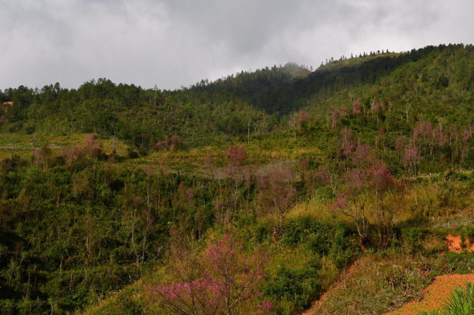 Khắp sườn đồi hoa Tớ Dày đua nhau nở tạo sự quyến rũ cho núi rừng Tây Bắc.