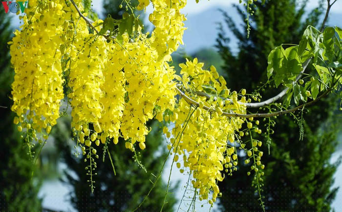 Ngắm Muồng Hoàng Yến rực vàng trên mảnh đất Điện Biên - Hình 8