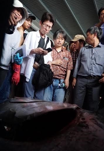 Hai chuyên gia thu mua cá ngư đại dương Nhật đến đánh giá chất lượng cá.