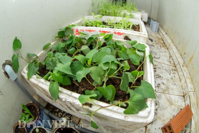 Lúc đầu trồng việc khó khăn nhất là bố trí như thế nào để được thật nhiều chậu, thùng xốp trong không gian khá hẹp chỉ với gần 1m chiều rộng và 4m chiều dài.