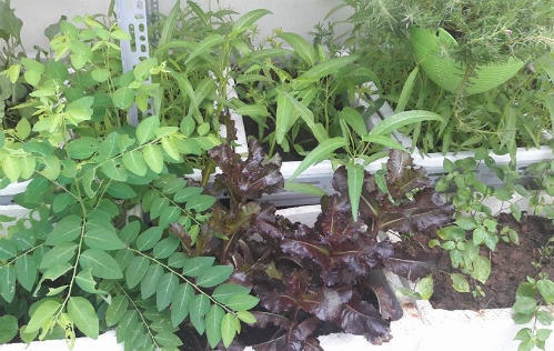 Vườn rau khi chưa được phun thuốc trừ sâu. Ảnh: Hà Chi