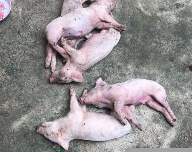 Theo khuyến nghị của OIE thì sau khoảng 7 - 15 ngày từ khi nhiễm bệnh, dịch tả heo Châu Phi mới phát tác và biểu hiện trên lợn, trong khi đó lợn anh Đạo mua ngày 6/11 thì sang ngày 8/11 lợn đã chết vì dịch tả heo Châu Phi.