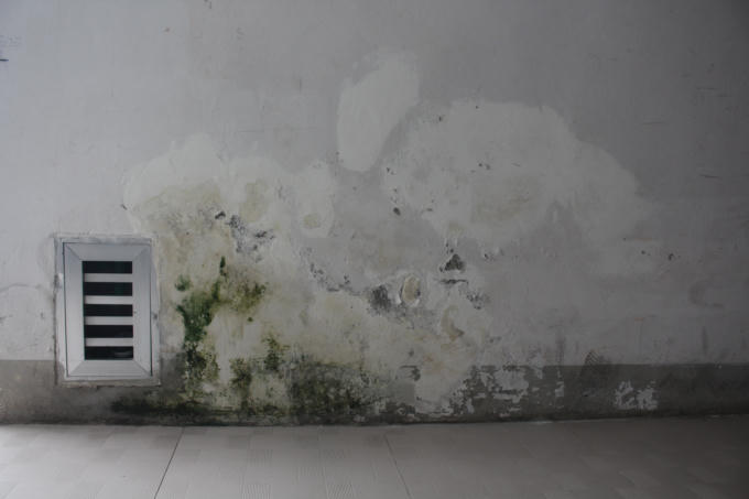 Rêu mốc xâm lấn các khu dân cư