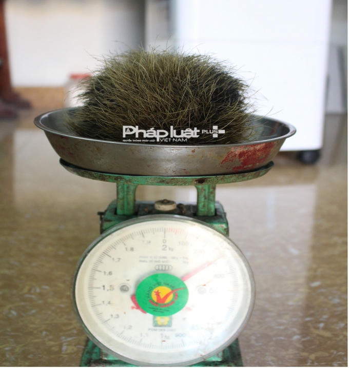 Vật thể lạ nghi là "Cát lợn" quý hiếm nặng 0,3kg và có lông mọc đều xung quanh.