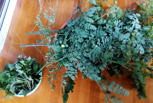 Gia đình anh trồng được khá nhiều loại rau trong túi vải, từ rau dền, đậu đũa đến chùm ngây, rau thơm, sả...