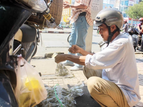 Người bán cũng chẳng cần dựng sạp, chỉ cần đậu xe đó, treo cào cào ra trước xe là có người đến hỏi mua.