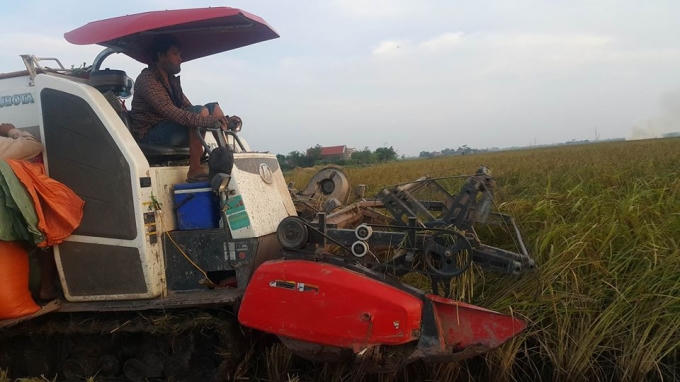 Nhờ vào giống lúa quý mà nhiều hộ dân ở huyện Kim Sơn giàu lên.