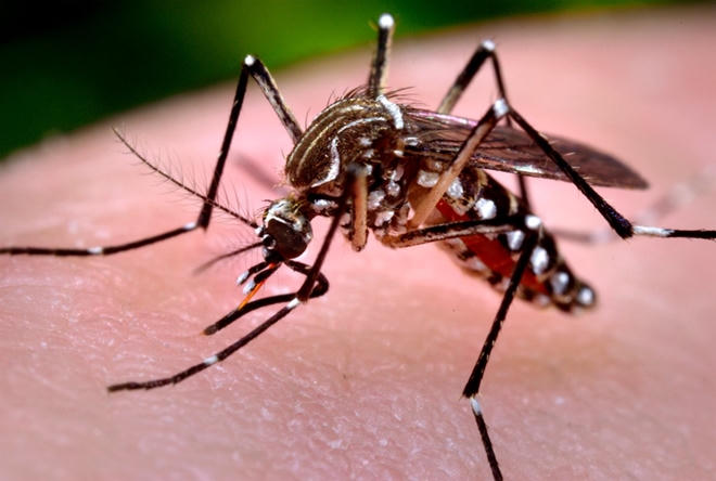 Hàn Quốc phát hiện trường hợp nhiễm virus Zika sau khi trở về từ Việt Nam. Ảnh: minh họa
