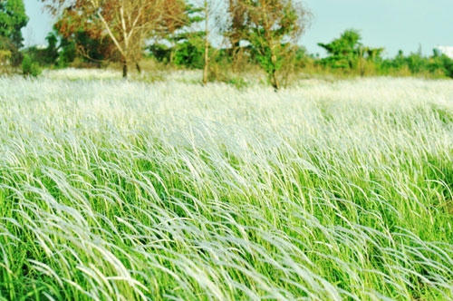 Cả cánh đồng cỏ lau rợp màu trắng, ẩn hiện trong màu xanh gốc lau.