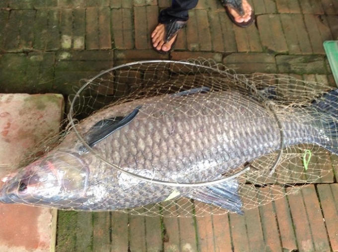 H&agrave; Nội: Cần thủ c&acirc;u được trắm đen 34 kg, kh&ocirc;ng đồng &yacute; cho chủ hồ đổi 1 con b&ecirc;