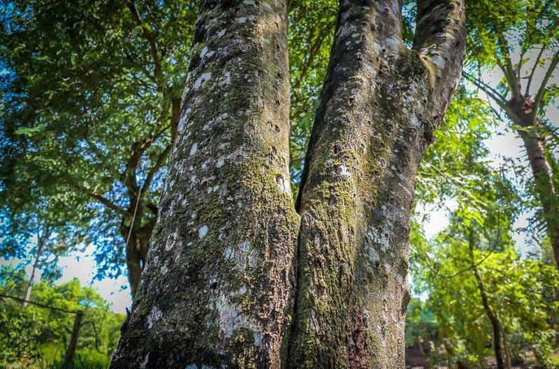 Cây trầm hương trăm tuổi ở Khánh Hòa.