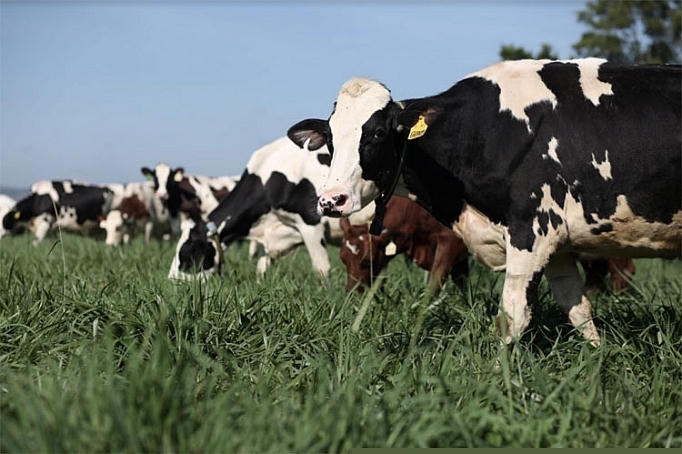 Tại những trang trại chuẩn resort của Vinamilk trên cả nước, các cô bò sữa cũng “ăn Tết”