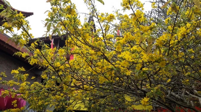 Quảng Ninh: Rực rỡ sắc Mai v&agrave;ng Y&ecirc;n Tử