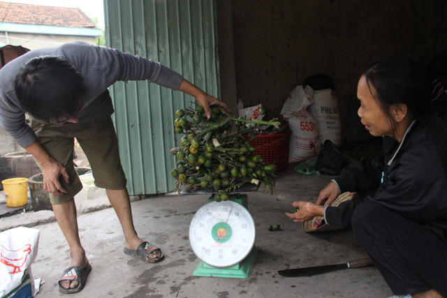 Sau khi đi mua cau non về, người dân bán lại cho ông chủ trên địa bàn để kiếm lời.