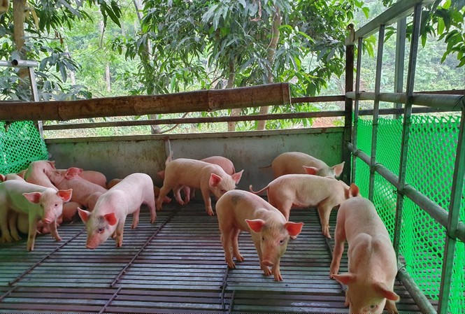 Thương lái bán lợn giống tại Cẩm Khê, Phú Thọ nói rằng, lợn giống đang hiếm, không thể giảm giá                            Ảnh: Ðức Anh