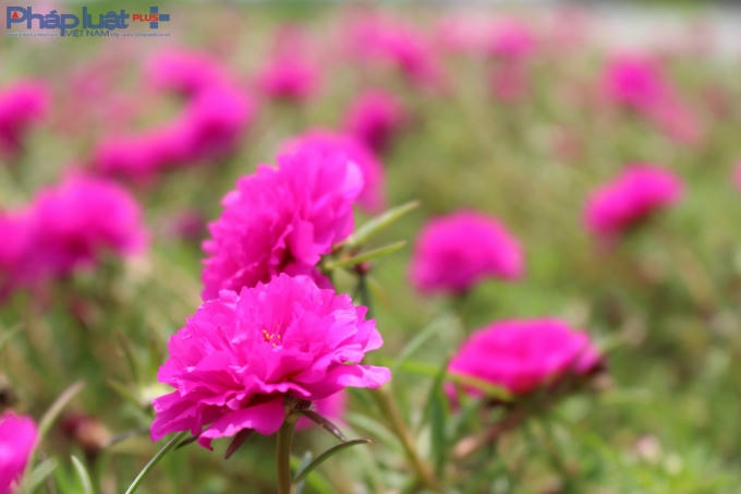 Các loại hoa mười giờ ta cánh kép (màu hồng đỏ, hồng và màu trắng), hoa tám giờ cánh đơn với các màu vàng, trắng, cam... vừa để làm đẹp miền quê Hải Hậu, vừa giảm thiểu sự phát triển của cỏ dại.