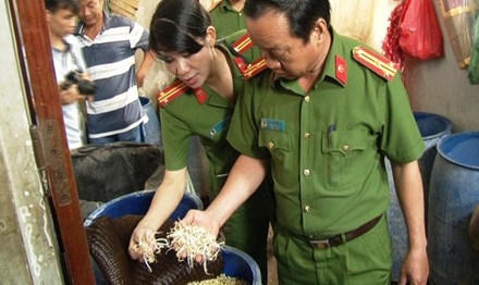 Giá đỗ ủ bằng hóa chất lạ nhìn bề ngoài rất bắt mắt, nhưng chủ cơ sở không chứng minh được tính an toàn khi sử dụng làm thực phẩm.