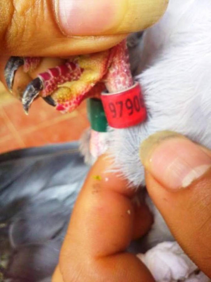 Con chim bồ câu được phát hiện mang một chiếc vòng với những ký tự lạ trên chân (Ảnh: CTV)