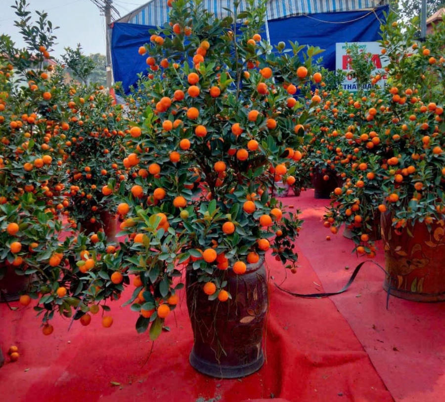 Gian hàng của anh Duy nằm riêng ở một góc nhỏ