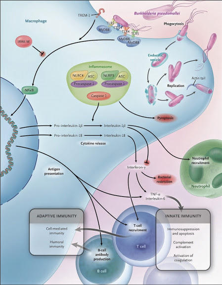 Bệnh sinh miễn dịch của melioidosis. B. pseudomallei cũng có thể gây cảm ứng, sự hình thành các tế bào phì đại đa nhân (nguồn: Bệnh viện Bệnh Nhiệt đới Trung ương)