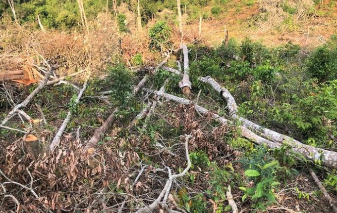 Khu vực rừng bị nhóm phá hủy.