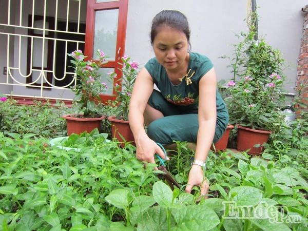 Ngỡ ngàng với vườn rau quả và bầy gà trên “nóc nhà” của bà mẹ Hà Nội