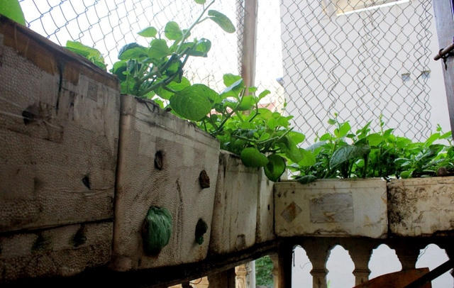 Thùng xốp trồng rau được xếp trên bờ dậu.