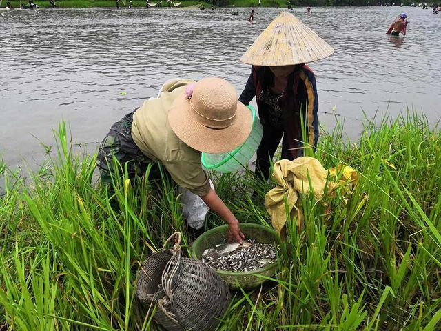 Những mớ cá đồng tươi sẽ được bổ sung cho món ăn trong những ngày lễ sắp tới.