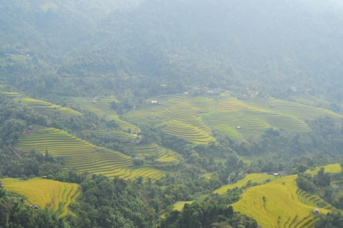 Chùm ảnh: Hoàng Su Phì vào mùa cá chép ruộng