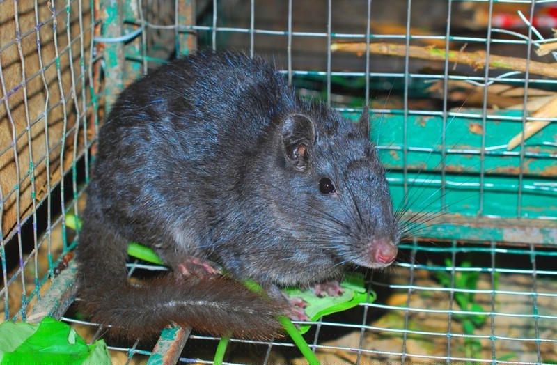 Kỳ lạ loài chuột đá Lào tưởng chừng đã tuyệt chủng 11 triệu năm trước vẫn tồn tại  trong rừng Phong Nha. 