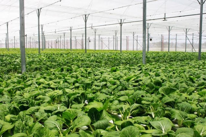 Sau 6 tháng khởi công tại Tam Đảo (Vĩnh Phúc), VinEco đã đón những sản phẩm nhà kính đầu tiên gồm hơn 20 loại rau mầm và 12 loại rau thuỷ canh.