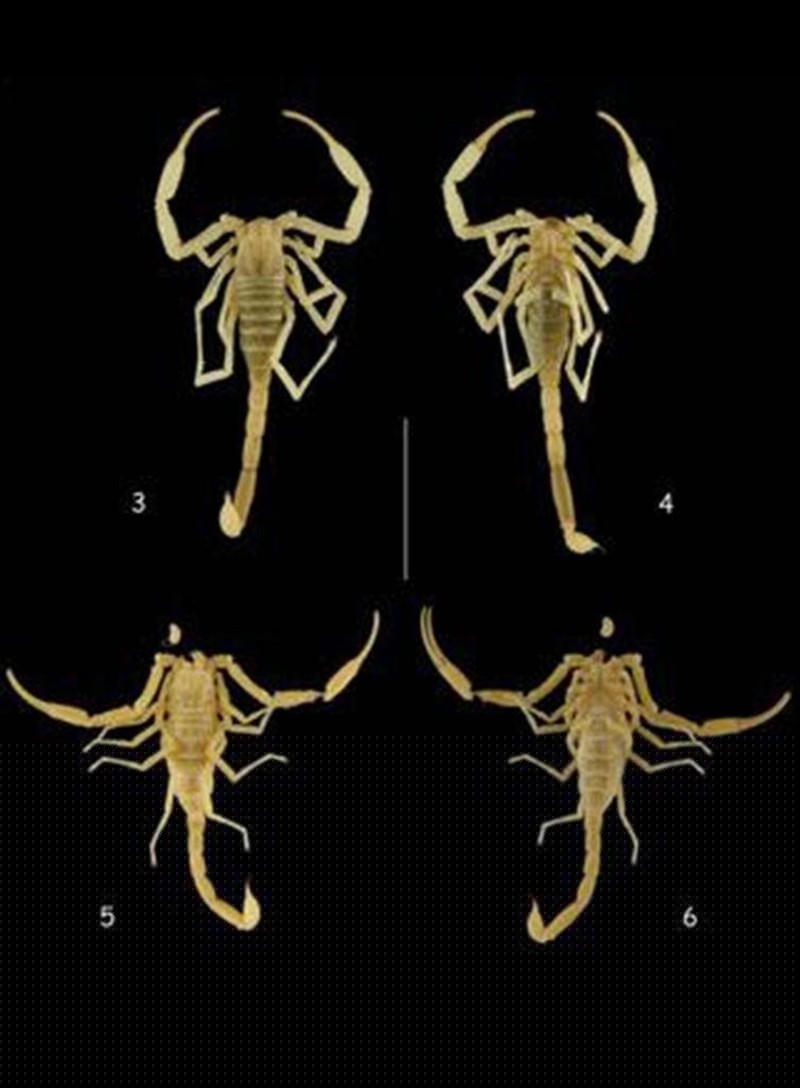 Bọ cạp Thiên Đường- loài mới được phát hiện trong hệ sinh thái Phong Nha - Kẻ Bàng.