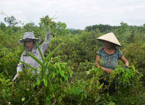 Người dân đi hái trong ngày Tết Đoan Ngọ. (Ảnh Thanh Thắng)